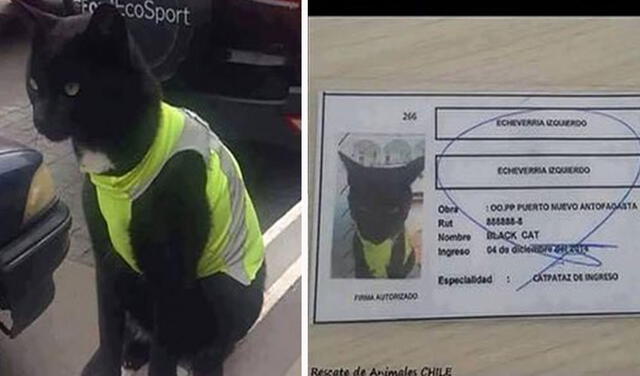 Facebook viral: gatito se refugia en una construcción y los obreros lo adoptan al integrarlo a su equipo