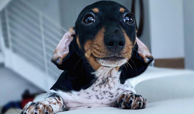 Instagram viral: Moo, el perro salchicha que roba corazones en las redes sociales | fotos | redes sociales | animales