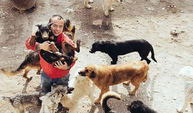 Millonario chino le salva la vida a perros destinados a mataderos. Foto: Animals1st