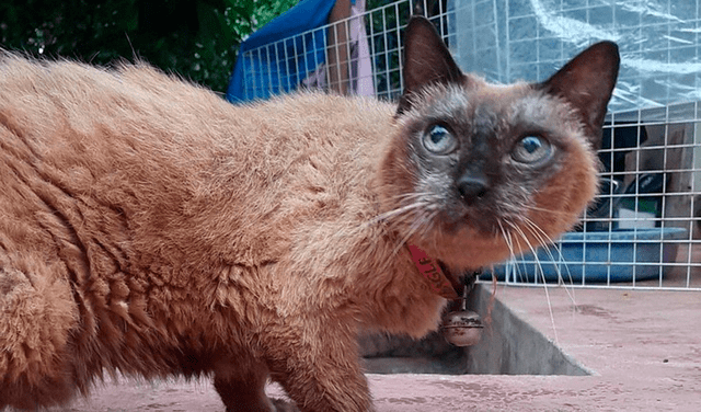 ‘Bisabuela Wad, la gata de 34 años considerada la más longeva del mundo