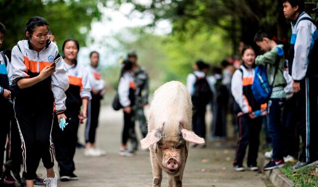 China despide a ‘Zhu Jianqiang’: el heroico cerdo que sobrevivió a un terremoto en 2008