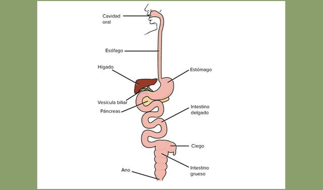 Sistema digestivo. Foto: captura de la web Khanacademy.