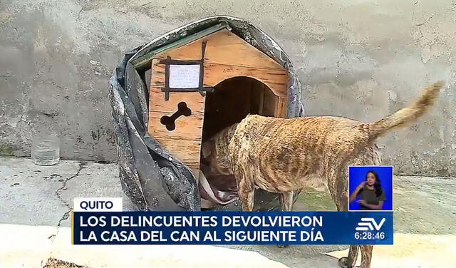 El can recuperó su casa con algunos daños. Foto: captura Ecuavisa