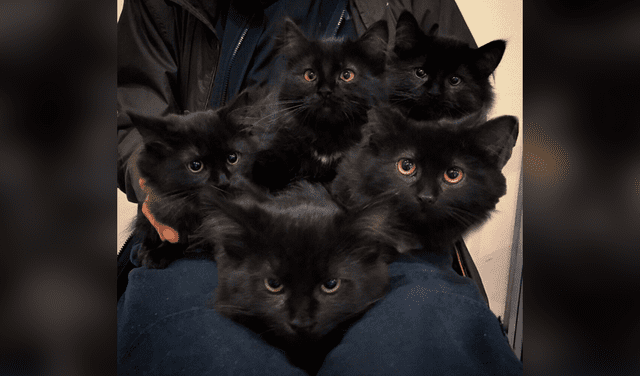 Gata lleva a sus crías a la casa de una mujer que le daba de comer y les cambia su vida [FOTOS]