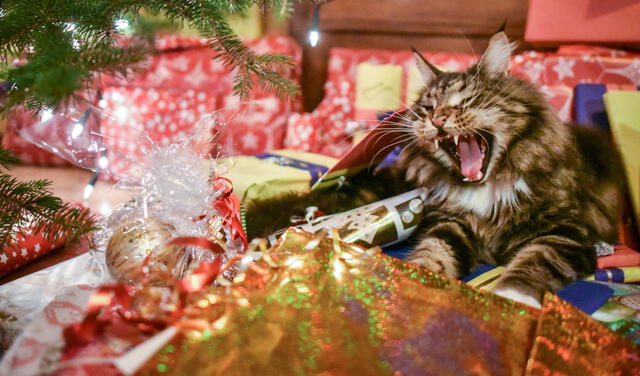Gatos y árbol de Navidad