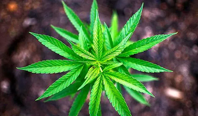 Histórico: ONU reconoce oficialmente las propiedades medicinales del cannabis