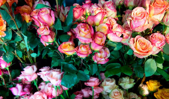 Las rosas son un detalle por excelencia de San Valentín. Foto: AFP