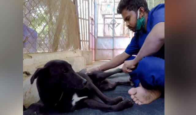 YouTube viral: rescatan a perrita que quedo inmovilizada por el susto de vivir en la calle