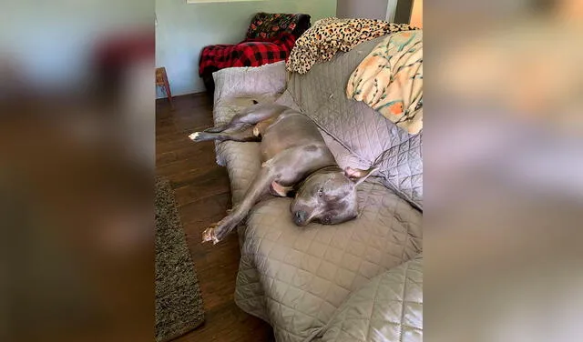 Facebook viral: perro comete travesura al enterarse que su dueña debía retornar al trabajo