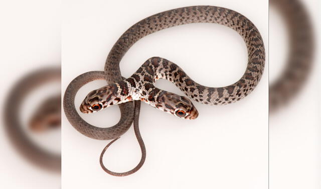 Las cabezas de la serpiente posee independencia en sus movimientos. Foto: Facebook