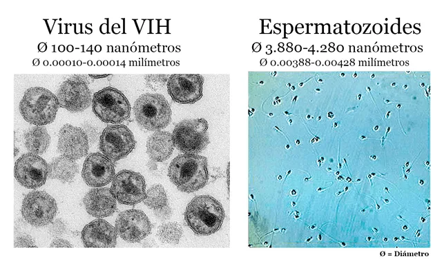 Comparación entre los tamaños del virus del VIH y los espermatozoides