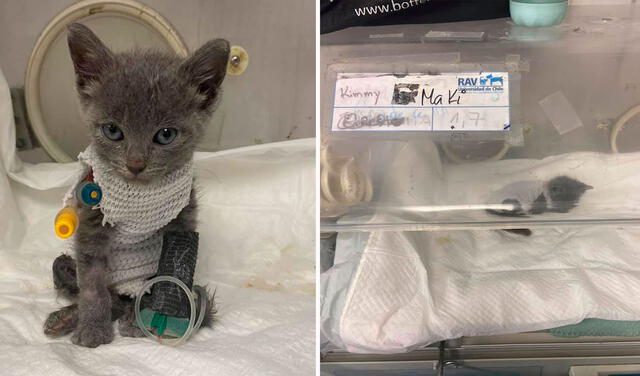 Facebook viral: rescata a gatito abandonado en la basura y lo apoya en su recuperación