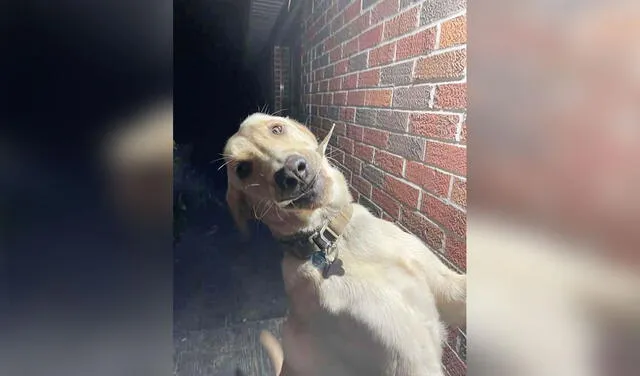 Facebook viral: mujer recibe regalo de bienvenida de su perrito cada vez que regresa a casa