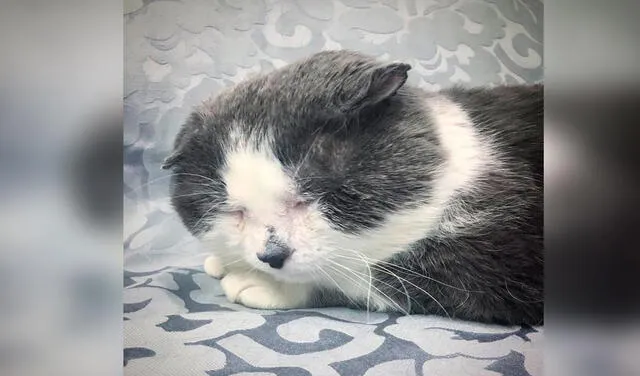 Facebook viral: gato es rescatado en malas condiciones de la calle y consigue un nuevo hogar
