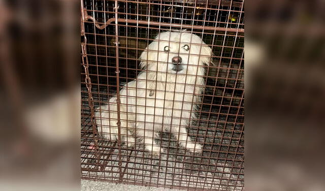 Facebook viral: perro se rehúsa a dejar el sitio dónde lo abandonaron sus dueños a la espera de que vuelvan