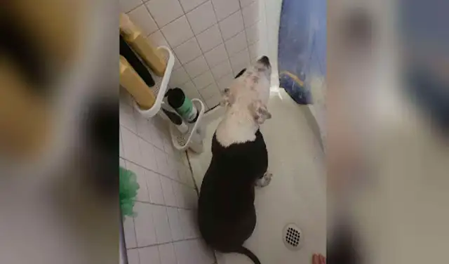 Facebook viral: perrita sigue a su dueña a todos lados para cuidarla durante su embarazo