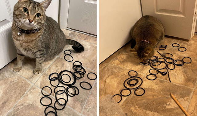 Facebook viral: gatita pide ayuda para recuperar un objeto, pero revela su secreto de casualidad