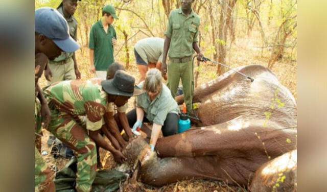 Rescatan a mamá elefante luego de haber caído en trampa de cazadores