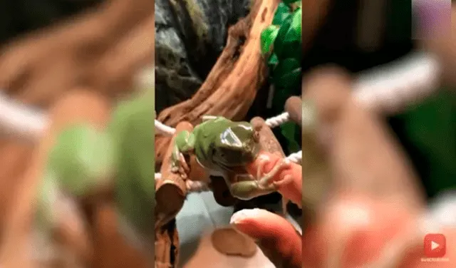 Furiosa rana muerde el dedo de su dueña mientras le da de comer