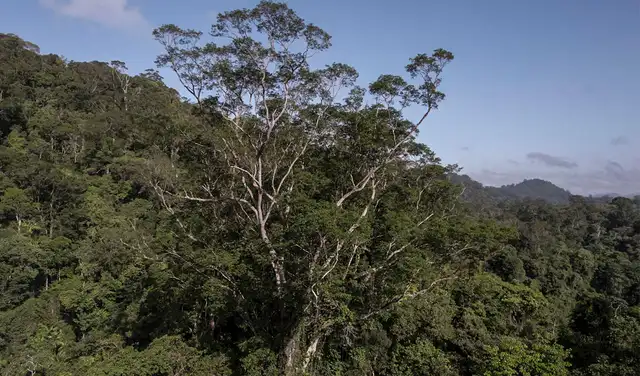 El árbol fue identificado la pasada década por el Instituto Nacional de Pesquisas Espaciales. Foto: AFP