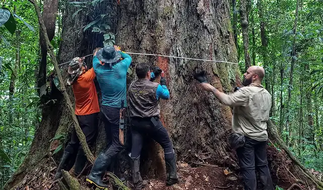 El grupo de investigadores realizó estudios en el gigantesco árbol. Foto: EFE