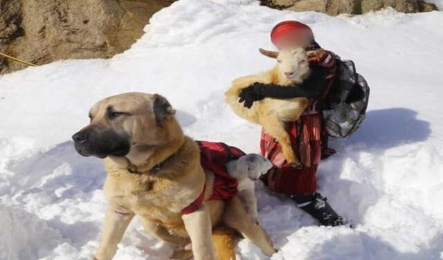 Niña y su perrito rescatan a cabra y a su cría recién nacida de la nieve