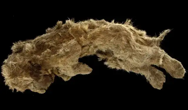 Esparta, una cría de león de las cavernas que vivió hace 28.000 años. Foto: Love Dalen