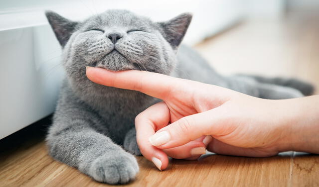 Fecha busca promover la adopción y convivencia responsable con los gatos. Foto: Shutterstock