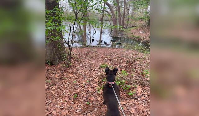 Facebook viral: joven encuentra la tumba de un perro de hace 80 años y se conmueve al saber su historia