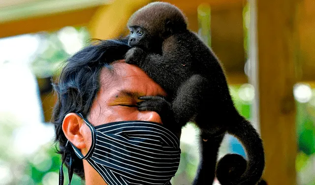 De a poco, los monos reconocerán árboles y se moverán en manada, experiencias que debían transmitirles sus madres. Foto: AFP