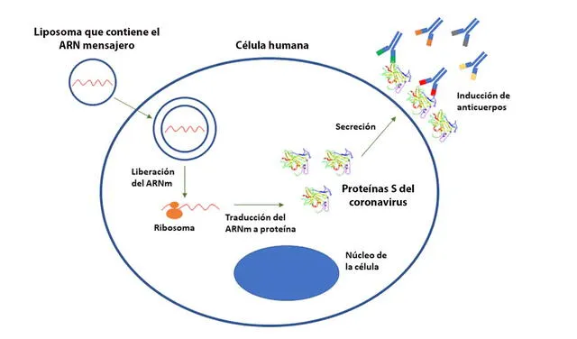 Representación de cómo funcionan las vacunas de ARN mensajero contra la COVID-19. Foto: The Conversation
