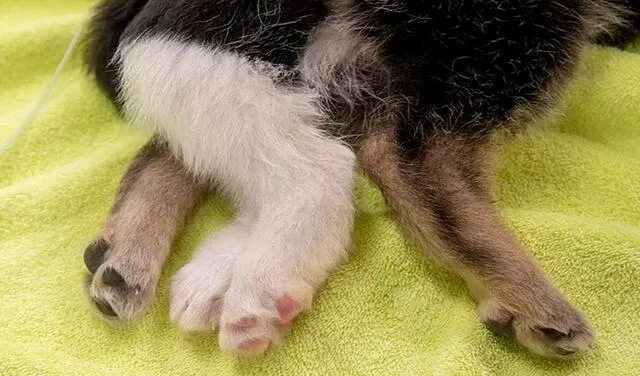 Facebook viral: conoce a Raga, el perro que sobrevivió a una cirugía tras nacer con 6 patas y 4 testículos