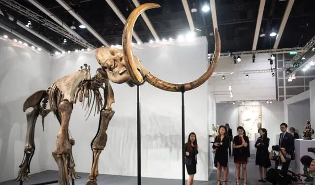 Esqueleto de mamut lanudo exhibido en 2019. Foto: AFP