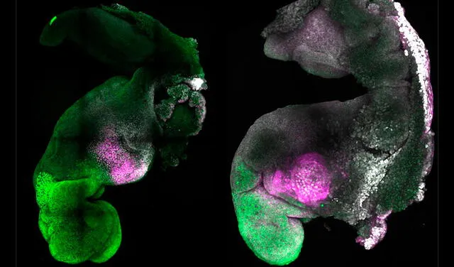 Otra imagen que compara un embrión natural (izquierda) y uno sintético (derecha). Foto: Amadei and Handford