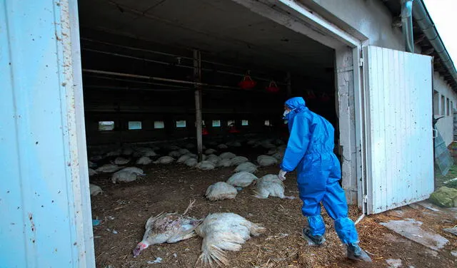 Otras naciones, como Polonia, tuvieron  que sacrificar hace unos años aves de corral afectadas por el virus H5N8. Foto: EFE