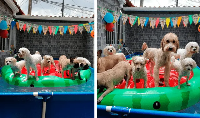 Joven celebra el cumpleaños de su perro con piscina incluida