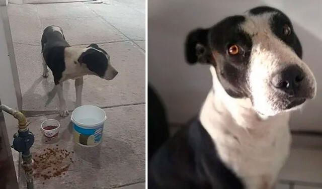Facebook viral: perro ‘llora’ cuando sus nuevos dueños le regalan una cama tras rescatarlo de la calle