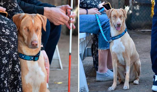 Facebook viral: perrito es adoptado por una familia luego que fuera abandonado por sus antiguos dueños