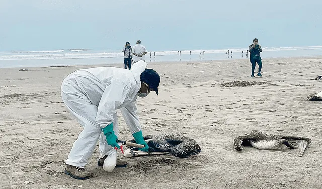 Pelícanos. Cientos de aves muertas fueron halladas ayer en playas de Chiclayo y Áncash.