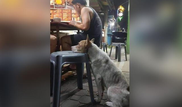 Perro callejero se sienta frente a un local de para ver si alguien le da un poco de comida [FOTOS]