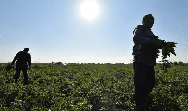 Los trabajadores extranjeros agrícolas laboran en Estados Unidos con la visa H-2A. Foto: AFP