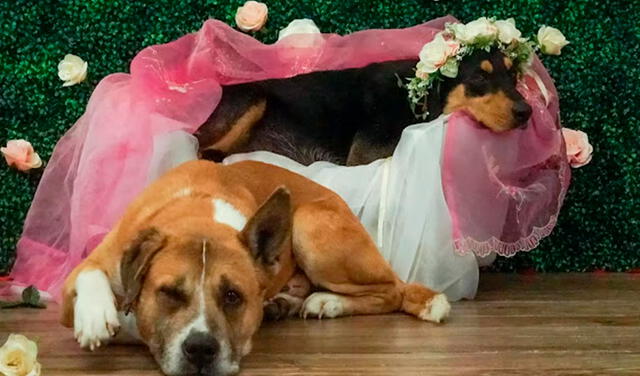 Facebook viral: perro no quiere separarse de su ‘compañera preñada’ e interrumpe una sesión de fotos