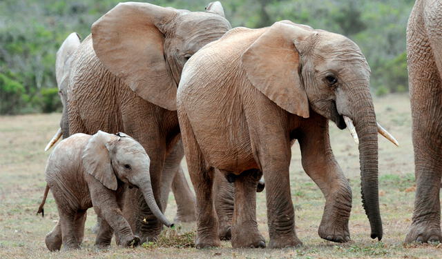 Los elefantes africanos tienen una baja tasa de natalidad y una prolongada gestación. Foto: AFP