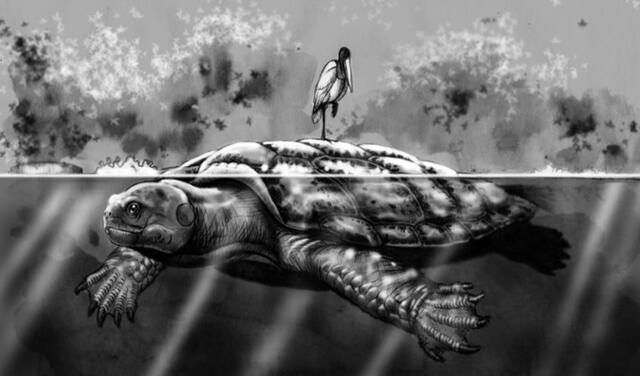 Representación artística de la tortuga gigante Stupendemys Geographicus | Foto: Jorge González / Indiana University Press