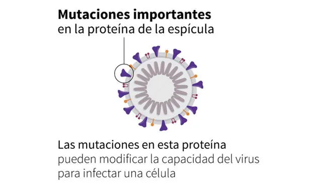 Ómicron acumula 32 mutaciones en la proteína de la espícula. Imagen: AFP