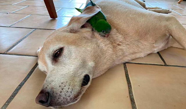 Facebook viral: perro encuentra un lorito herido en su patio y se encarga de cuidarlo