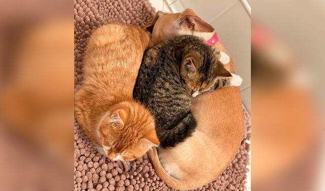 Facebook viral: perrita ‘adopta’ a dos gatitos abandonados y los cuida como si fueran sus propios bebés