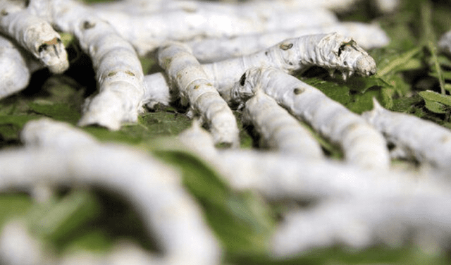 Soñar con gusanos blancos en las plantas puede ser un mensaje de buena suerte. Foto: EFE