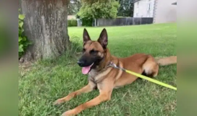Hit encontró un nuevo hogar y un 'empleo' al lado de los oficiales. Foto: captura de Facebook Hit encontró un nuevo hogar y un 'empleo' al lado de los oficiales. Foto: captura de Facebook