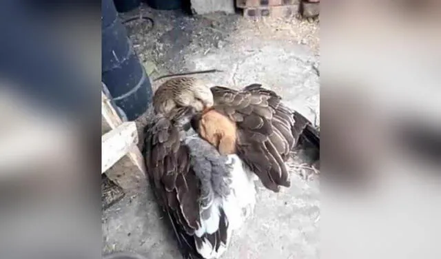 El can durmió cómodamente entre las alas del ave. Foto: captura de Facebook